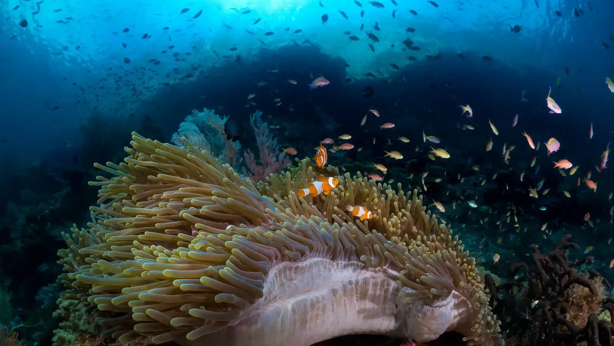 Anemone with anemonefish and a cloud of orange anthias