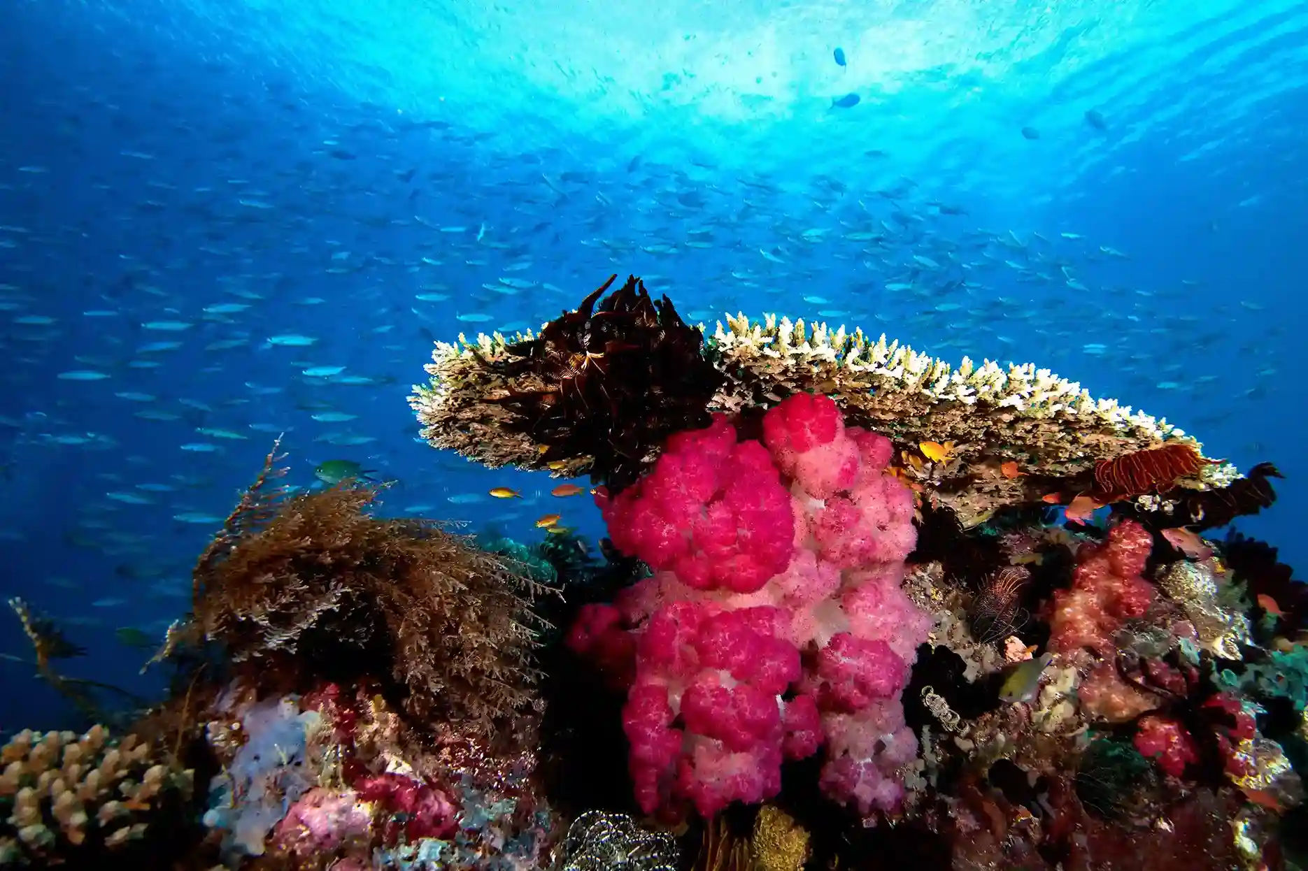 Coral garden with magenta soft coral and reef fish
