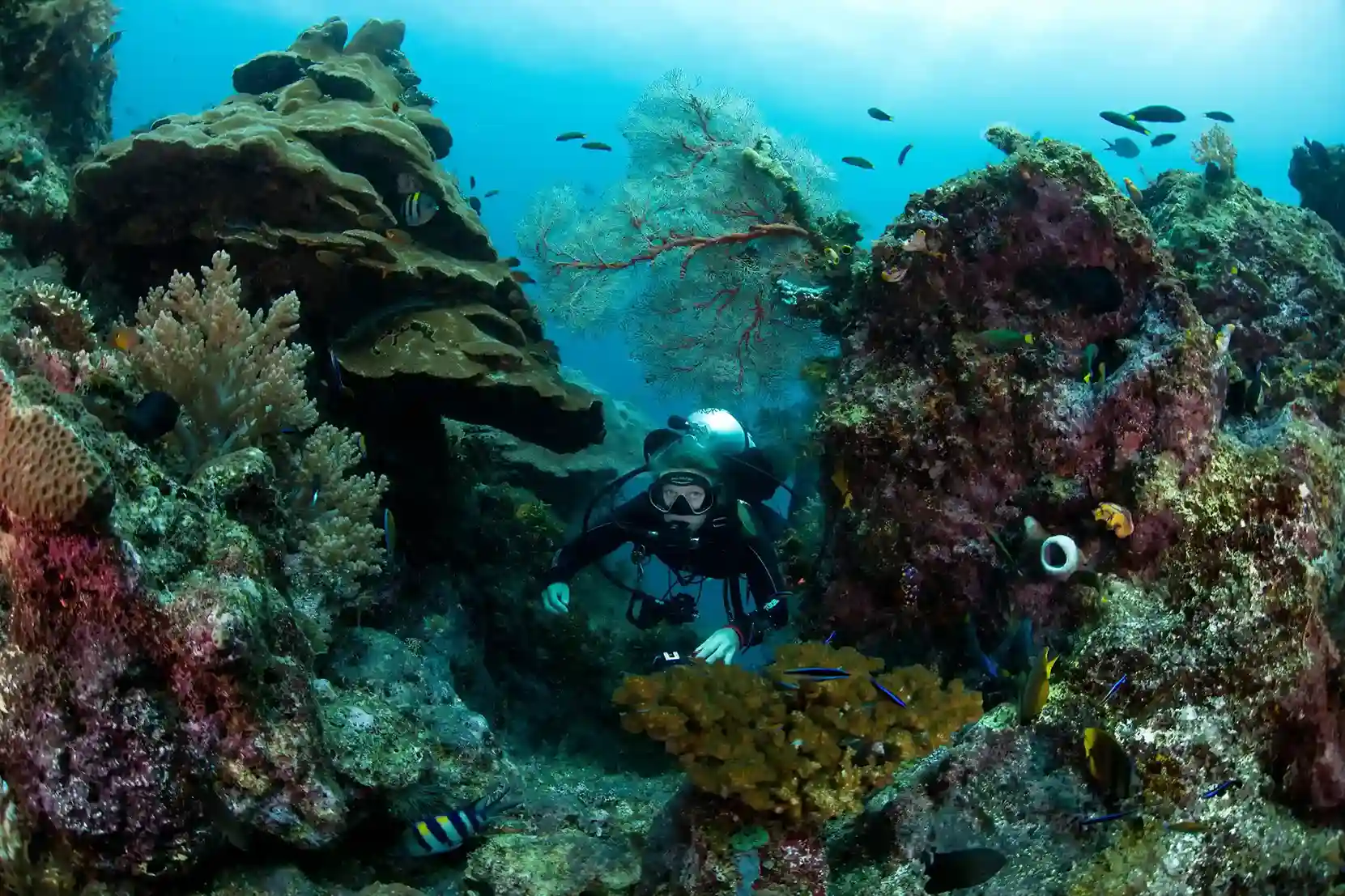 Diver alongside a vertical soft coral wall