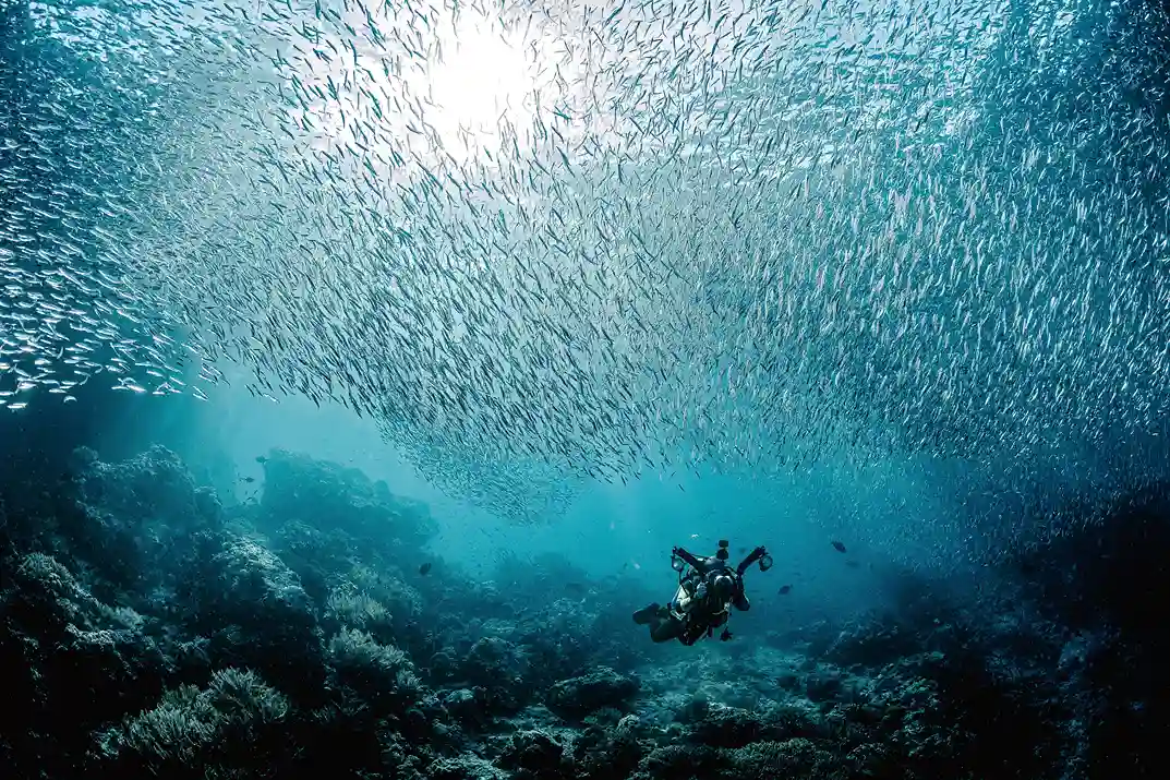 Diver beneath a large school of silver baitfish