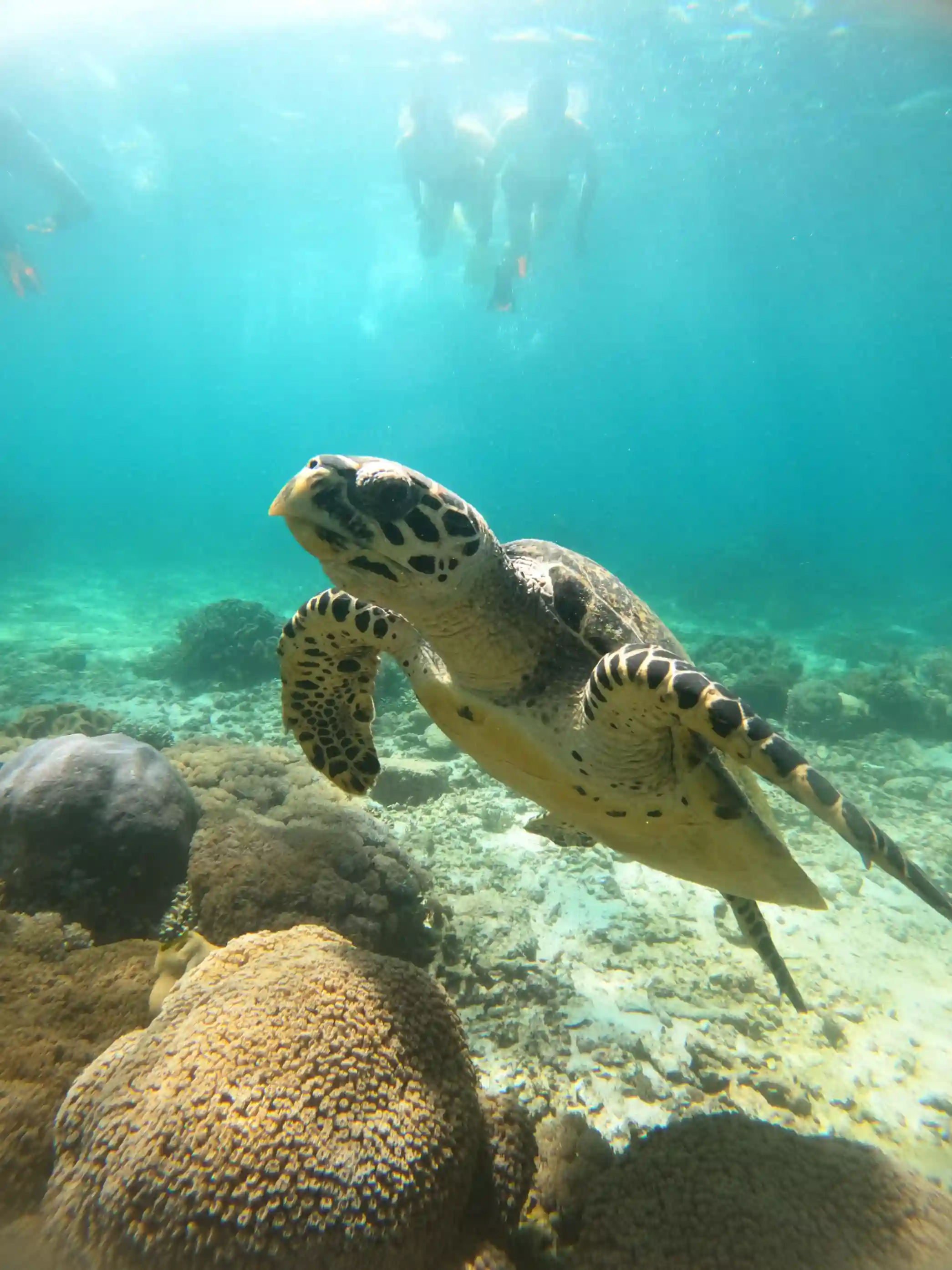 Hawksbill turtle resting on coral