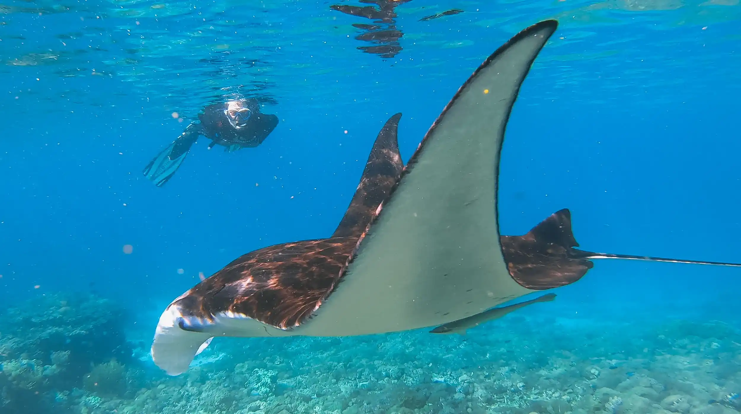 Manta ray gliding through clear water with a diver behind it