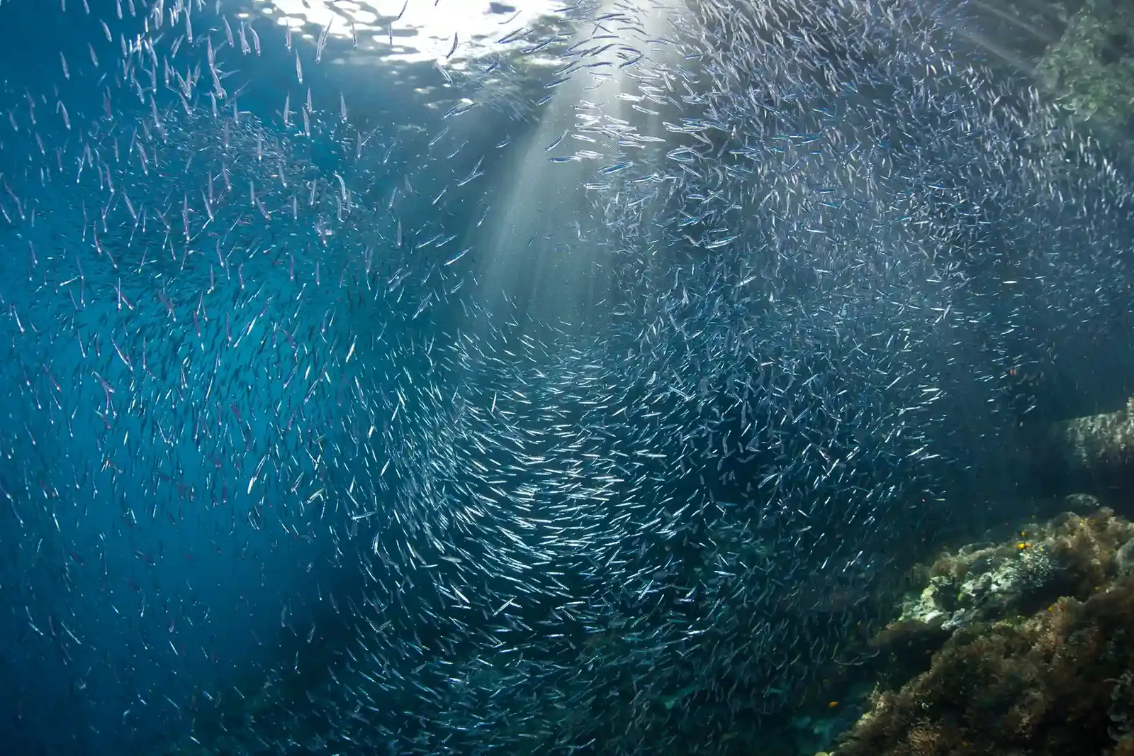 A 5-Day Luxury Itinerary with a PADI Course in Lombok