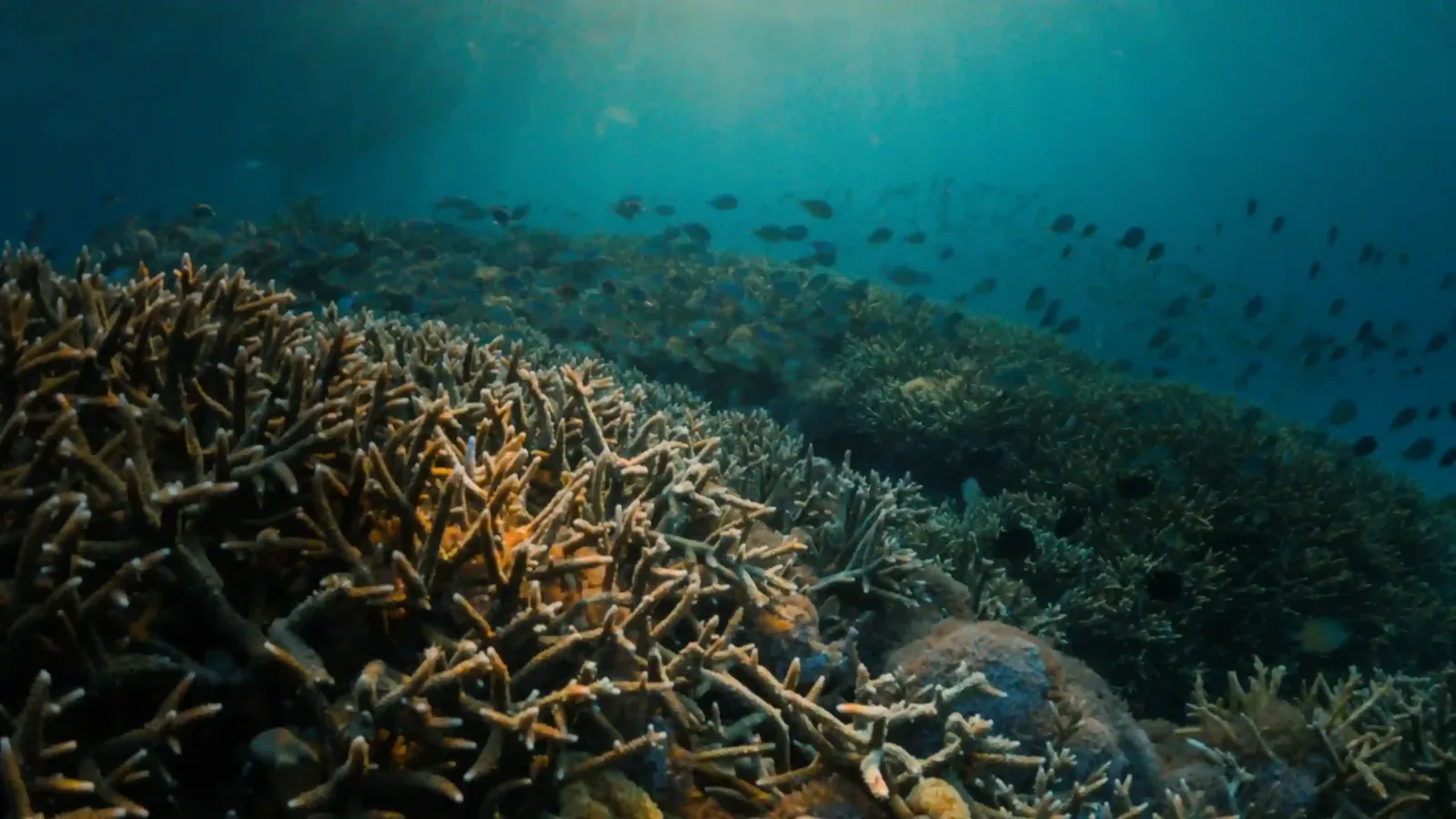 Lombok vs. Gili Islands: Which Is Best for a PADI Course?