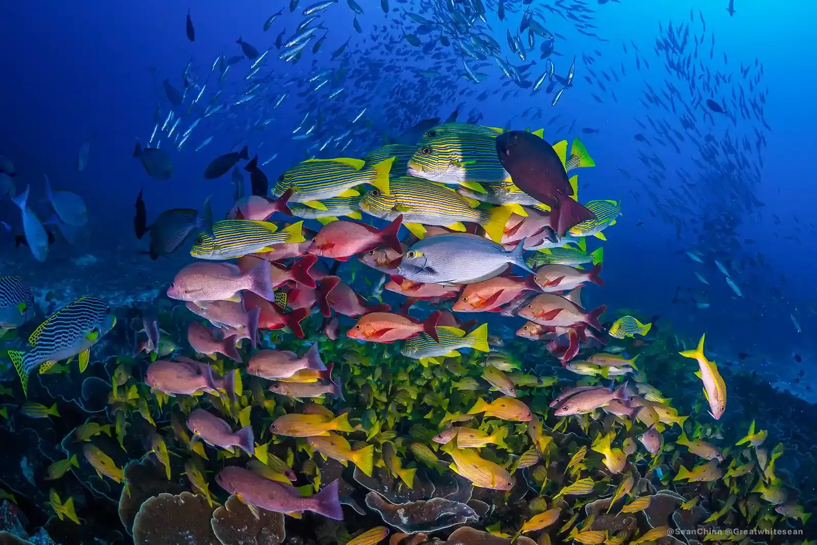 Planning a Lombok Diving Certification Course in the Dry Season