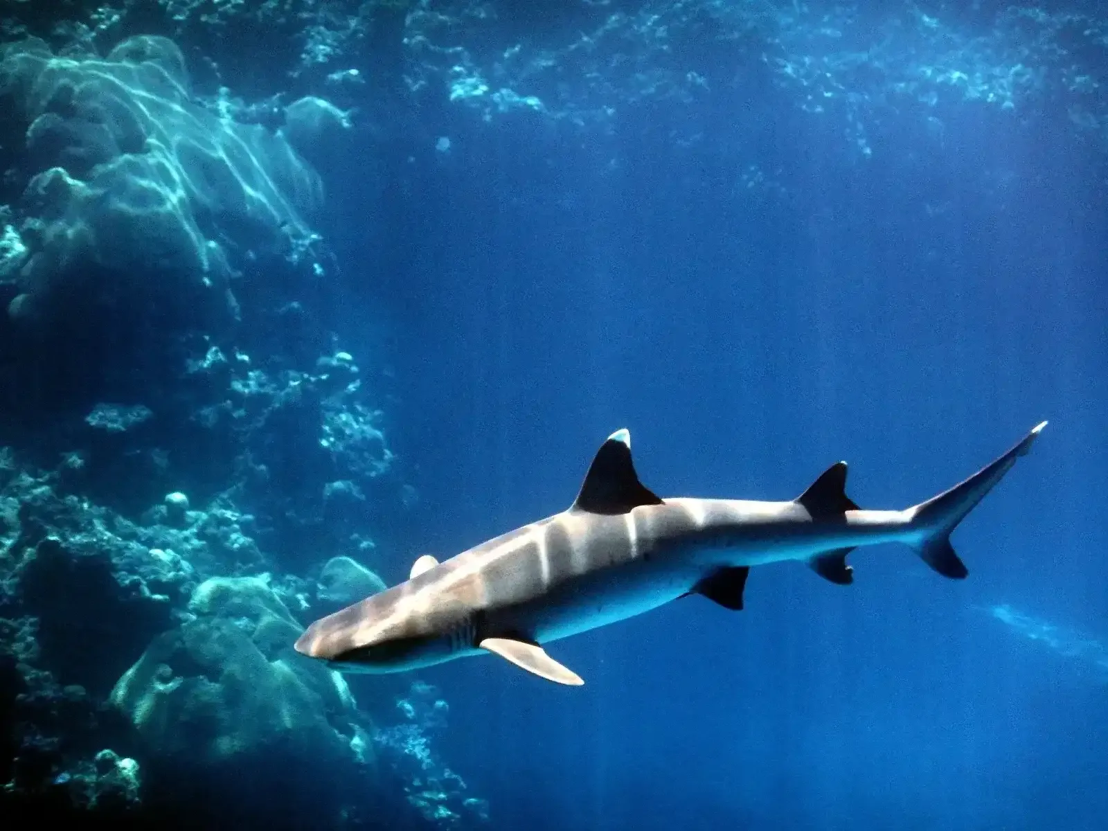 Advanced Diving Options in Lombok