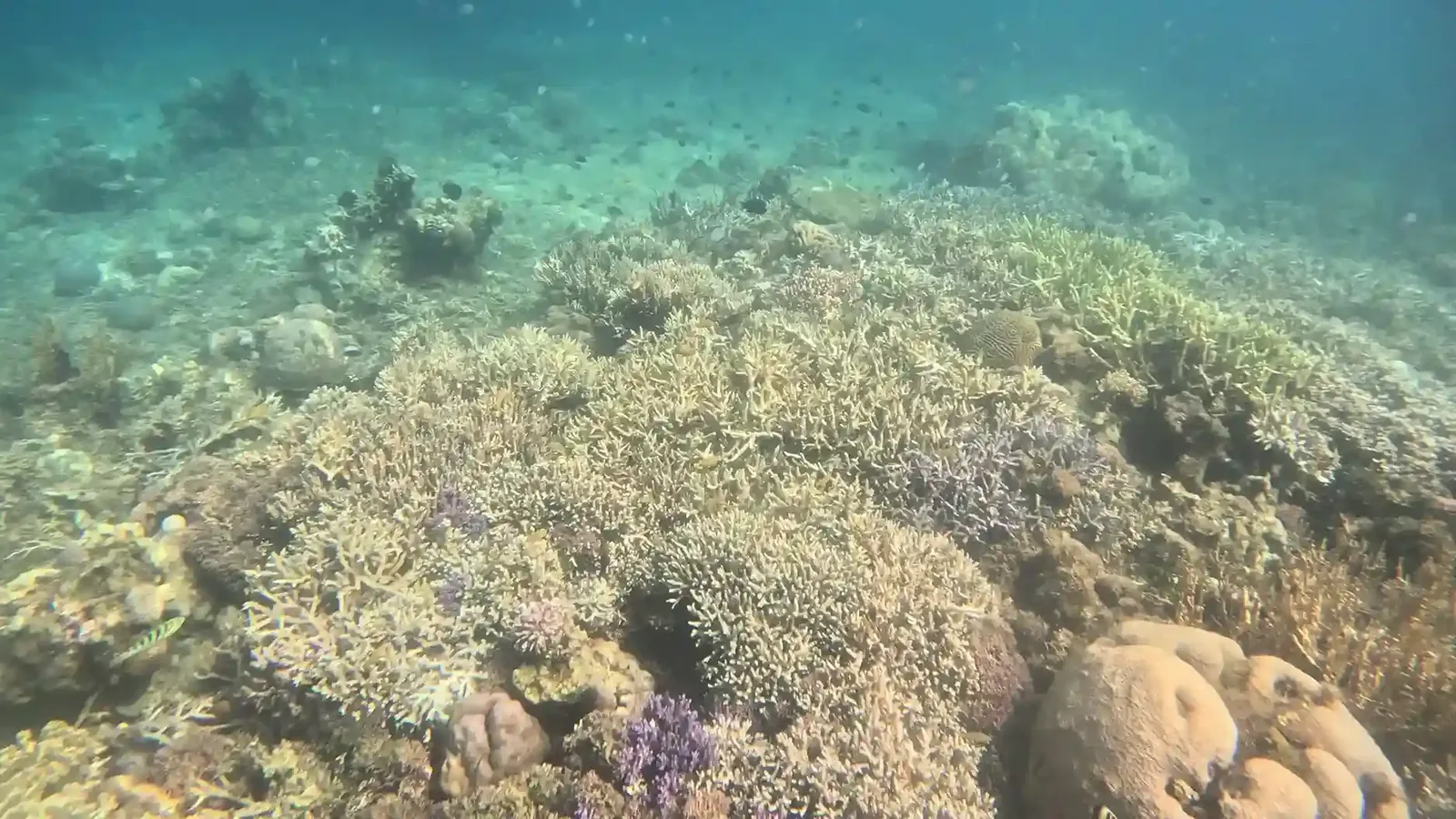 Best Areas to Stay for a Dive Course