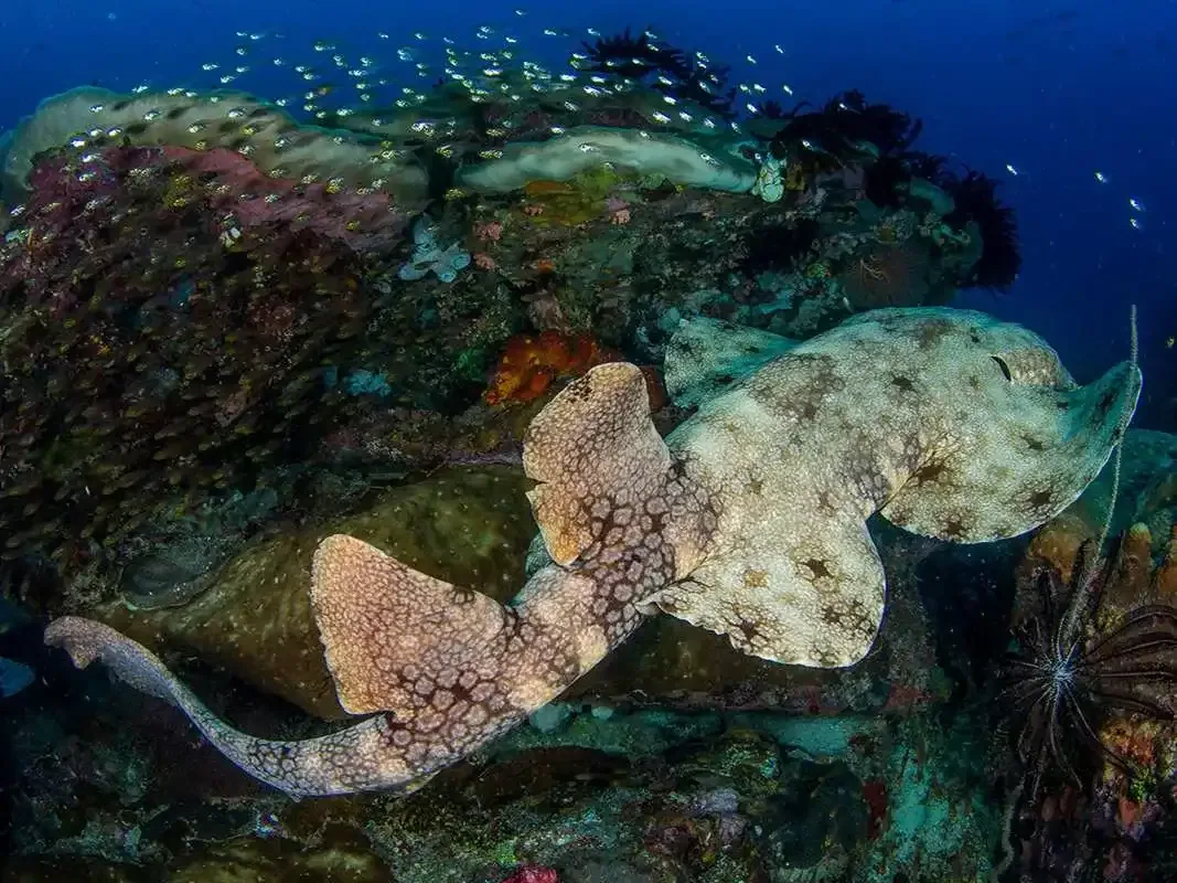Day-by-Day Lombok Diving Itinerary Ideas