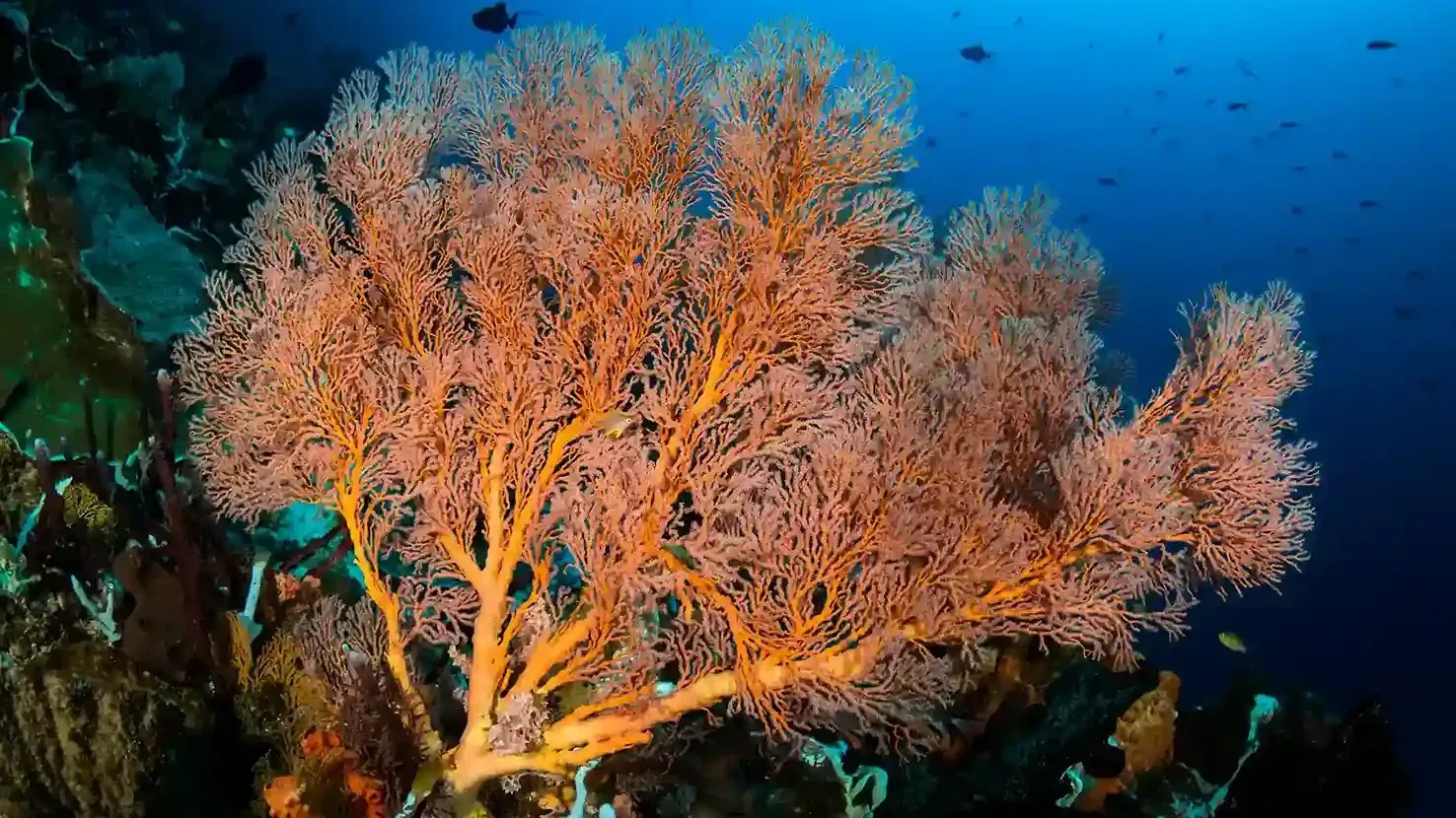 Family-Friendly Diving and Snorkel Alternatives