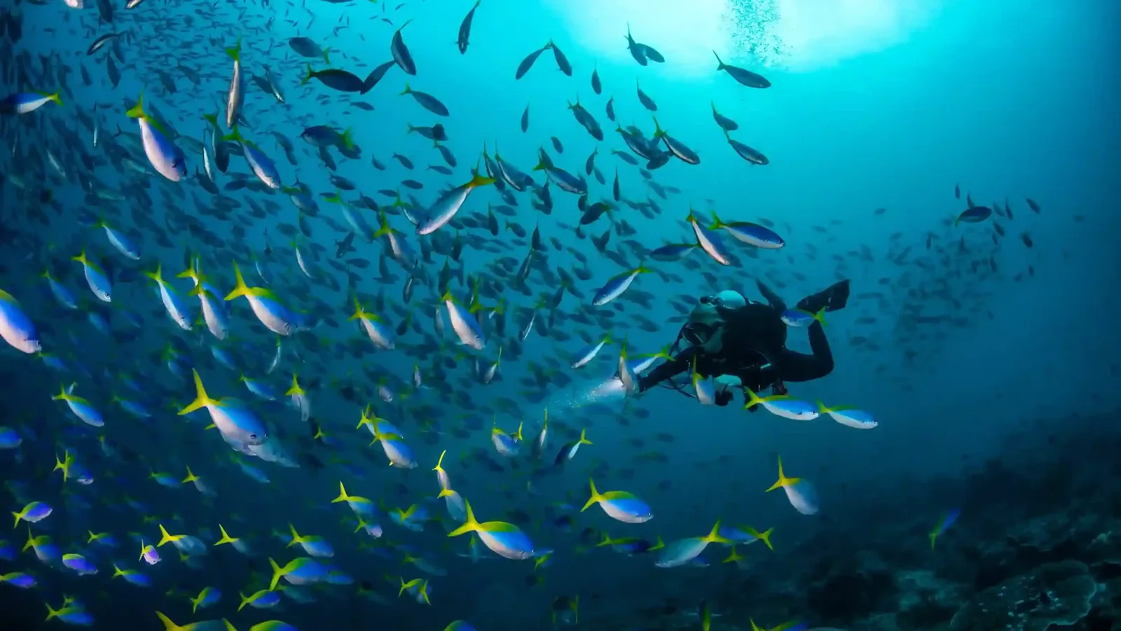 How Long Does a Lombok Dive Course Take?