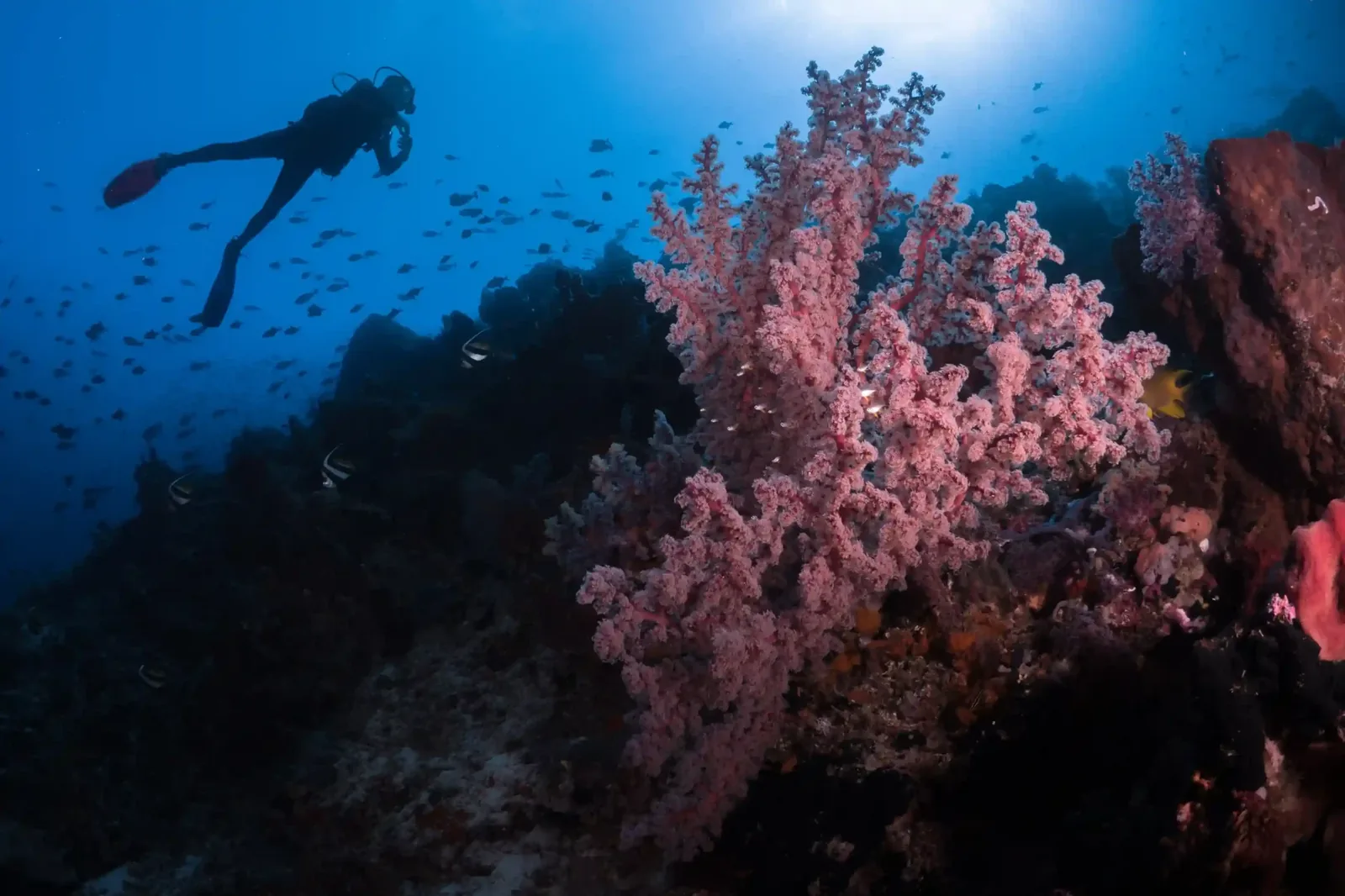 Lombok Dive Sites and Marine Life