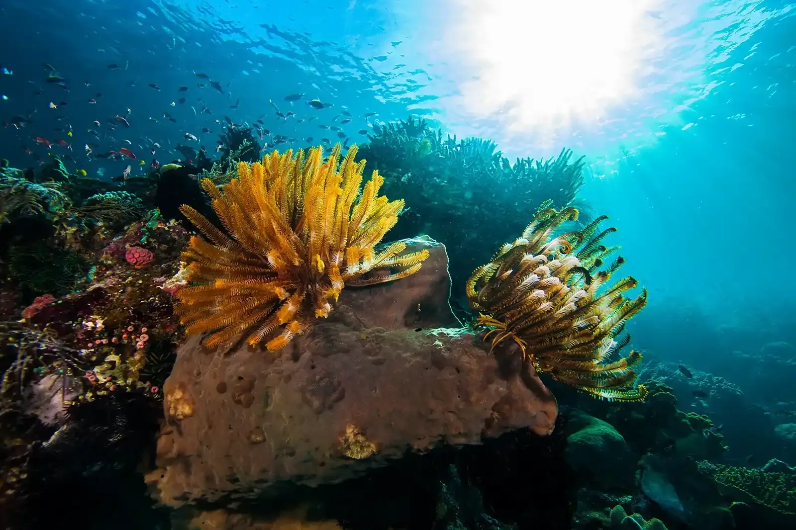Lombok Diving Course for Honeymoon Trips