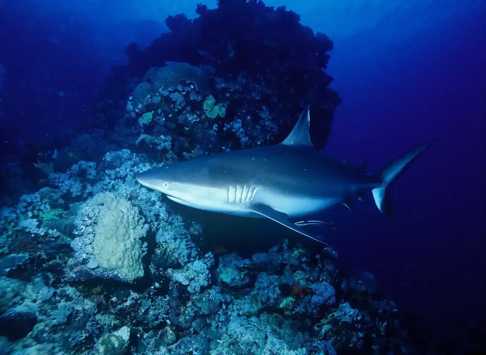 Solo Traveler Guide to Learning Dive in Lombok