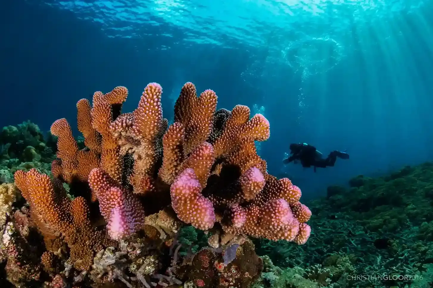 Sustainable Diving in Lombok
