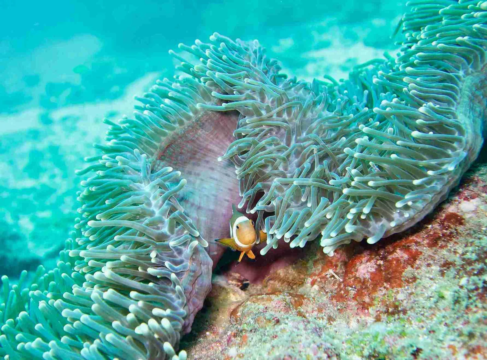 Who Can Join a Lombok Diving Course?