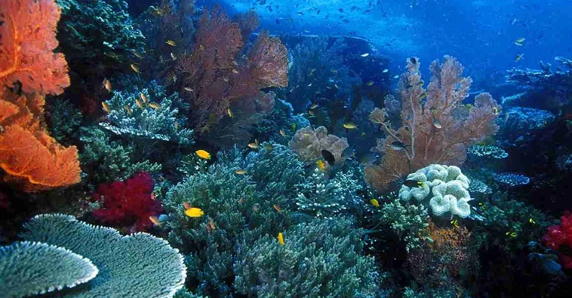 Diving Festivals Lombok 2027: Discover the Underwater Celebrations