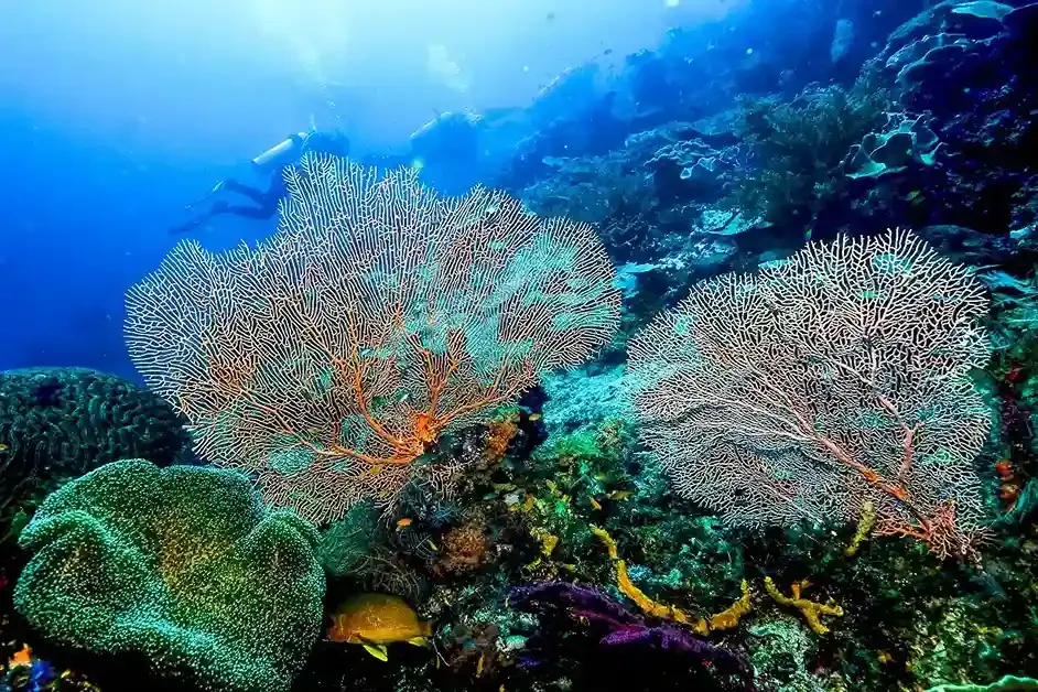 Exploring Lombok’s Marine Biodiversity in 2027