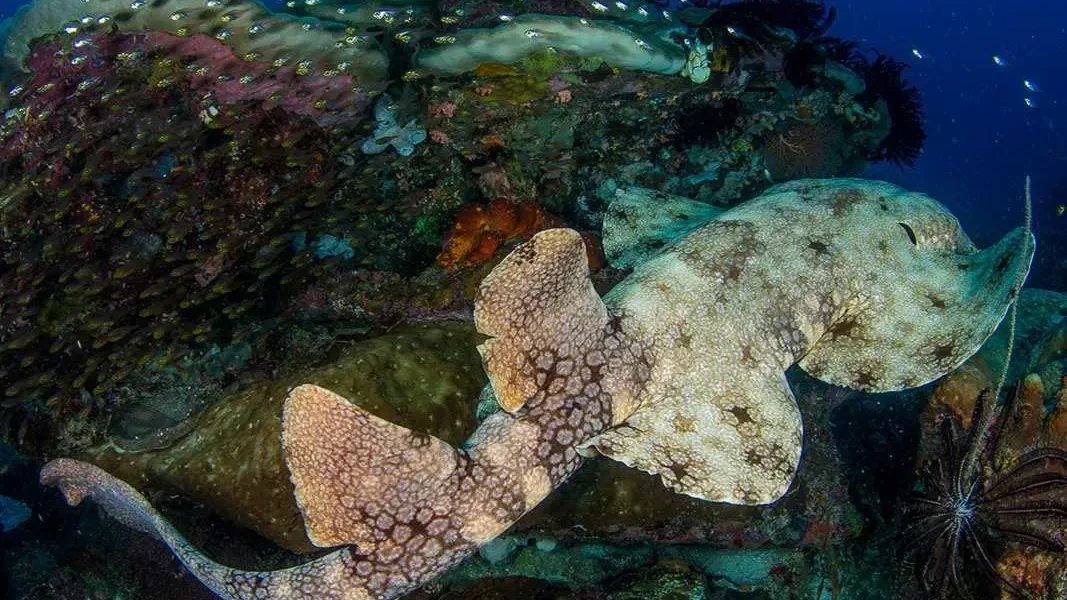 Innovative Diving Technologies in Lombok by 2027