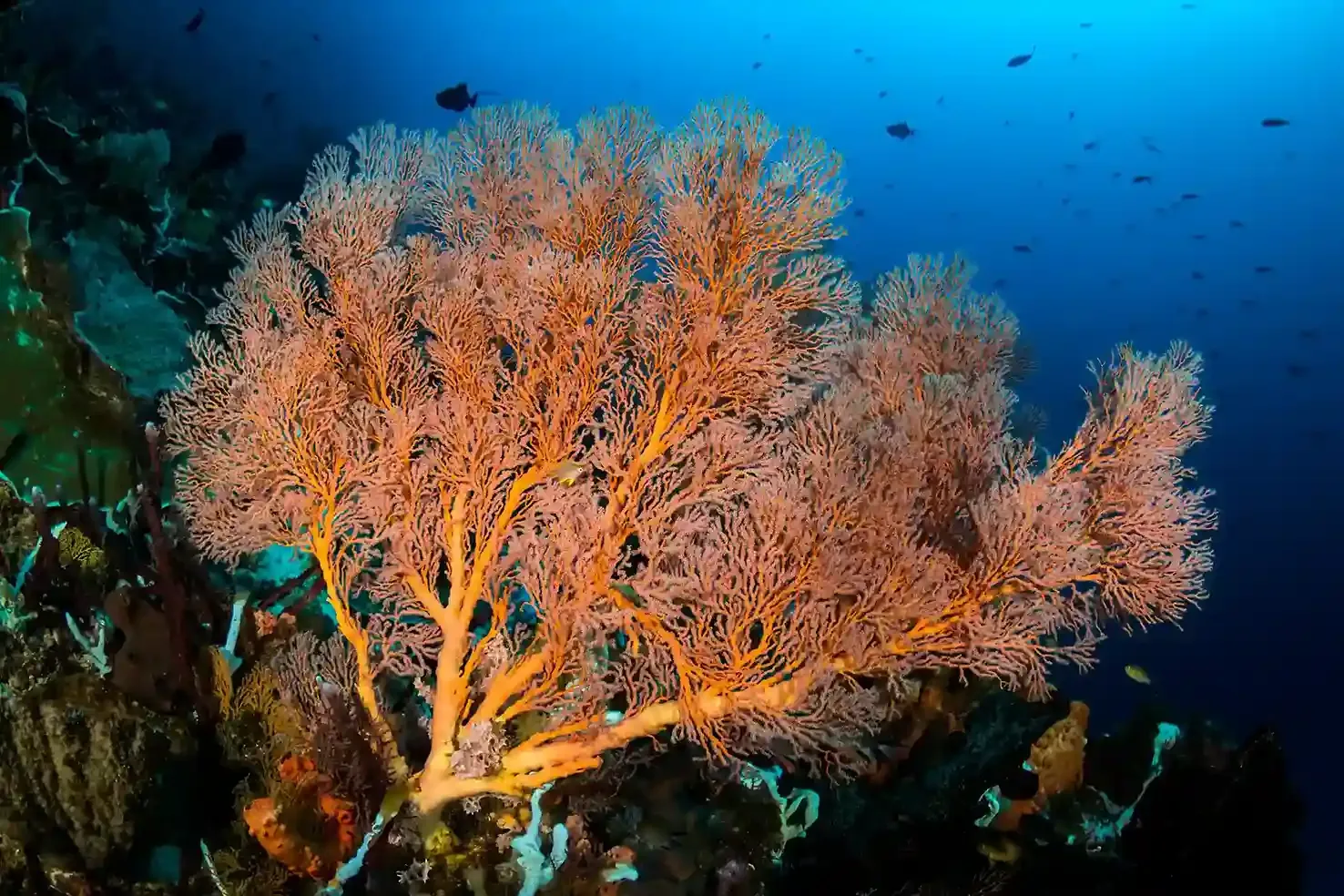 Komodo Luxury Cruise Planning for 2026 (Part 43)
