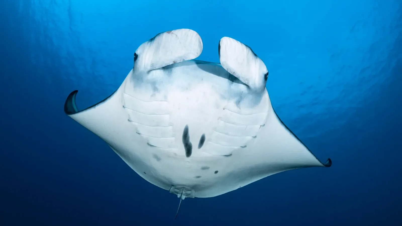 Lombok’s Hidden Diving Gems Revealed in 2027