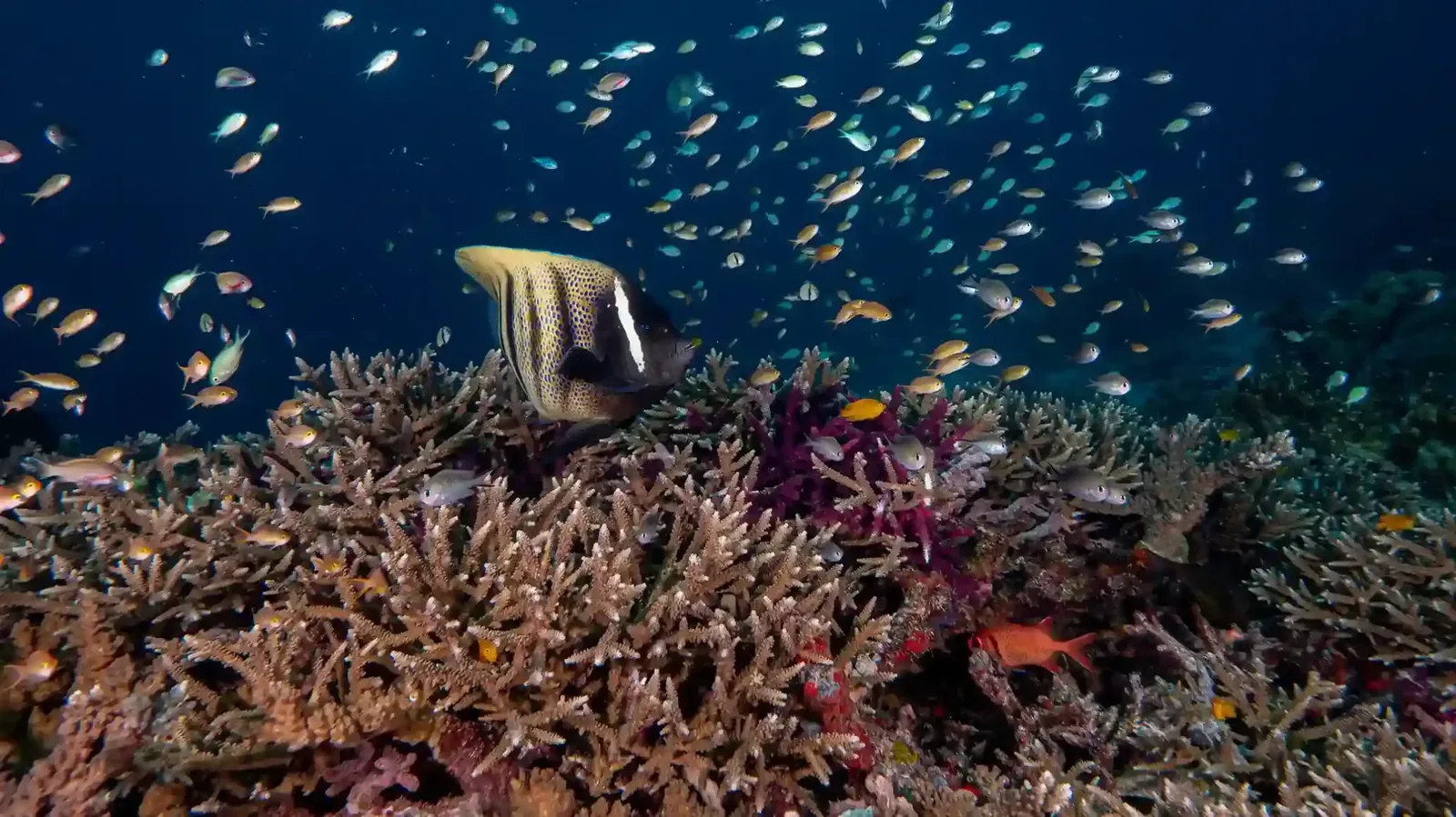 Planning Your Lombok Diving Course: An Insider’s Checklist