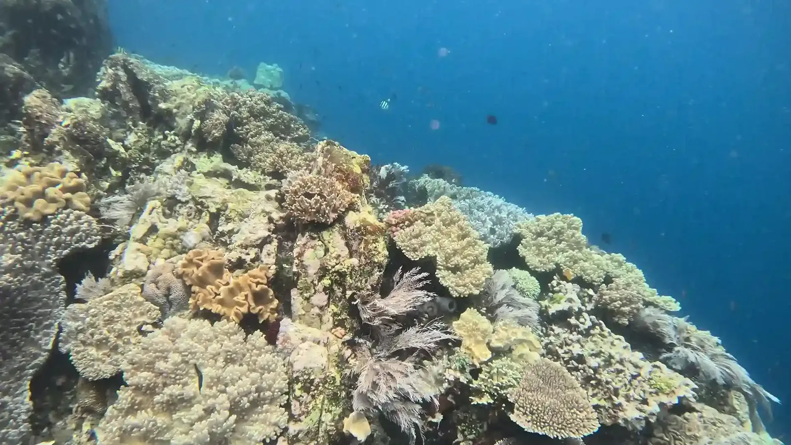 Preparing for Your First Dive in Lombok: 2027 Guide