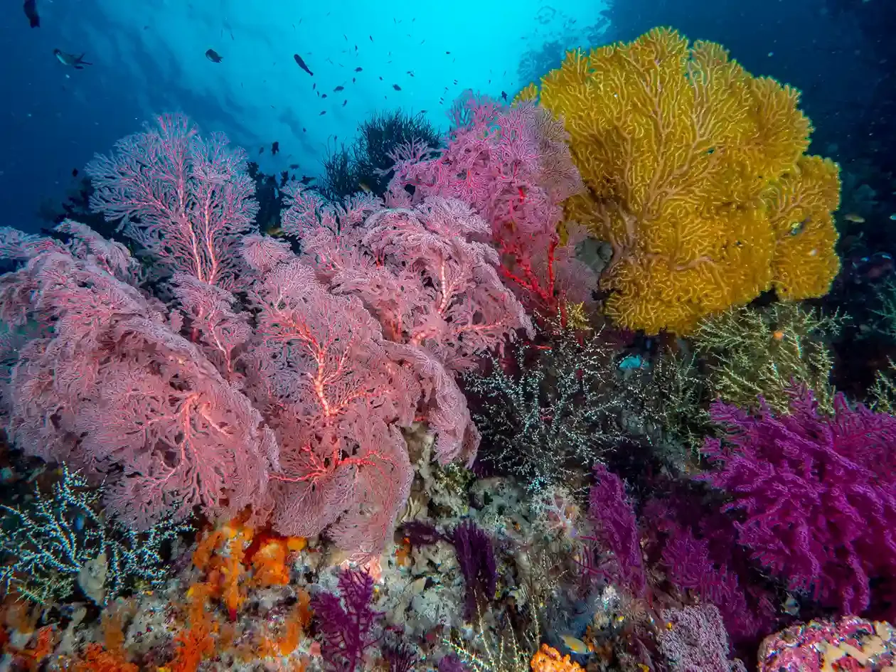 The Future of Diving in Lombok: Trends for 2027