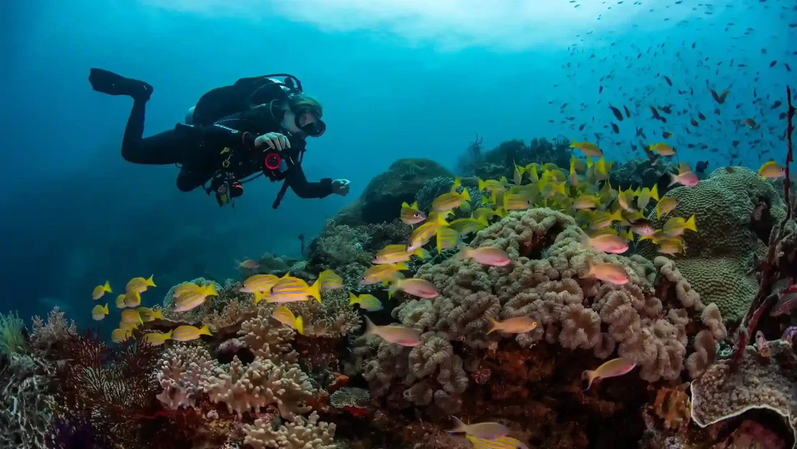The Rise of Eco-Diving: Lombok’s Commitment by 2027